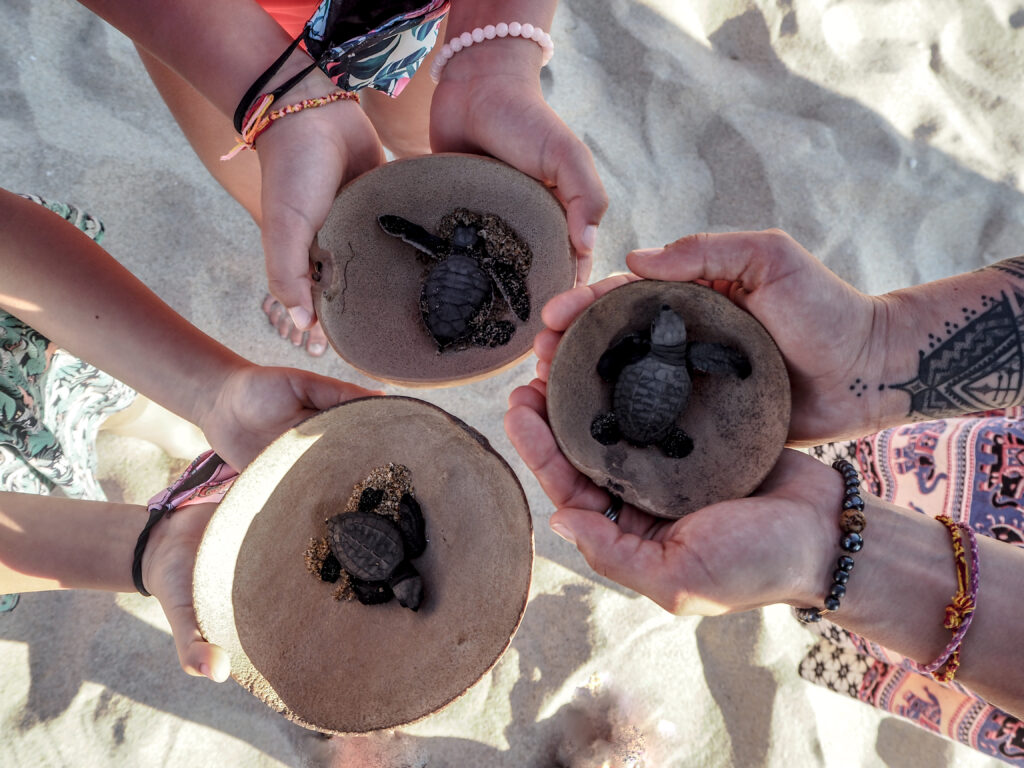 Puerto escondido La famille nomade voyage au Mexique avec enfants
Liberacion de tortugas