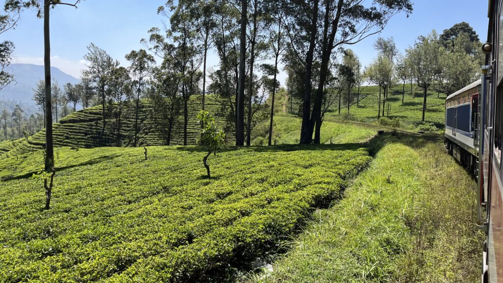 Voyager au Sri Lanka avec les enfants - La Famille Nomade Blog voyage
Plantation thé en train