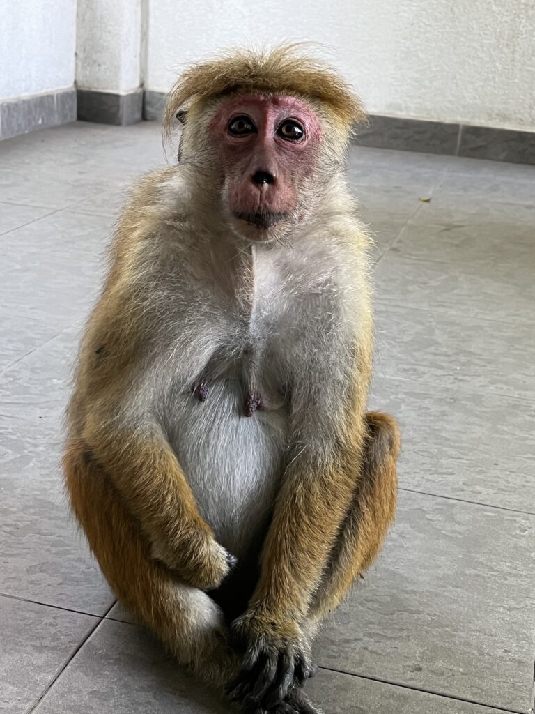 Voyager au Sri Lanka avec les enfants - La Famille Nomade Blog voyage
Kandy Monkey 